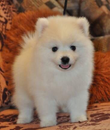 Mini Pomeranian puppies boy and girls Image eClassifieds4u
