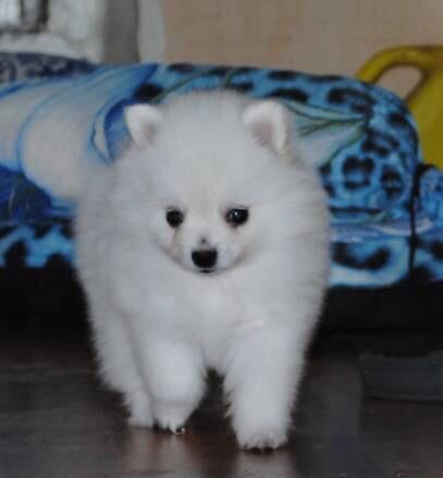 Mini Pomeranian puppies boy and girls Image eClassifieds4u