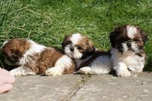 Adorable Shih Tzu Puppies For Re-Homing