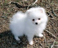 Adorable Pomeranian Puppies Available