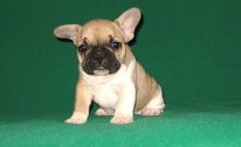 AKC French Bulldog Puppies for good homes