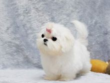 Full Pedigree Maltese Puppy - 1 Boy Left