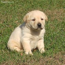 Golden Retriever puppies available now