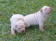 Stunning AKC registered shar puppies