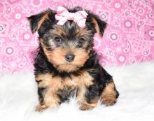 teacup Yorkie puppies males and females