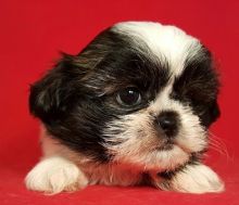 Two Shih Tzu puppies available for adoption