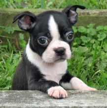 vaccinated male and female Boston terrier puppies for sale.