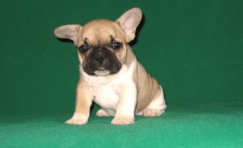 AKC French Bulldog Puppies for good homes Image eClassifieds4u
