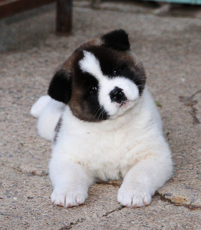 Akita puppies available Image eClassifieds4u