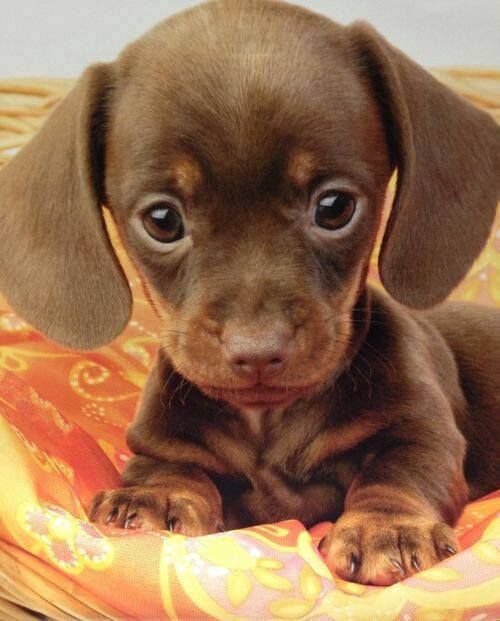 Four adorable 14 week old puppies Miniature Dachshund looking for good home Image eClassifieds4u
