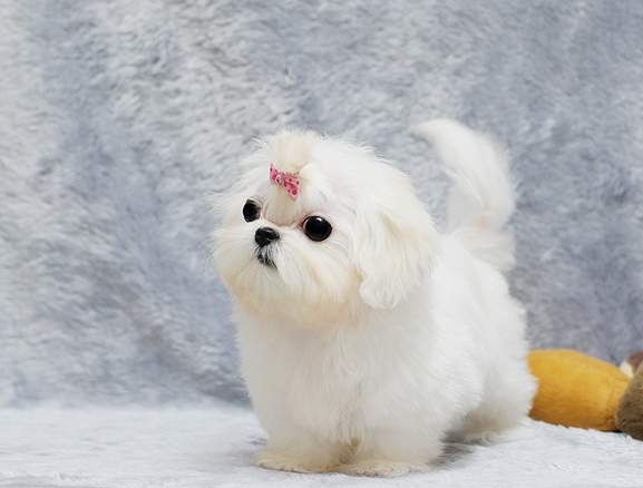 Full Pedigree Maltese Puppy - 1 Boy Left Image eClassifieds4u