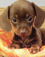 Four adorable 14 week old puppies Miniature Dachshund looking for good home Image eClassifieds4U