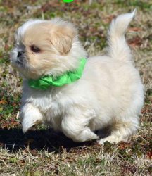 Mini chihuahua purebred puppies Image eClassifieds4u
