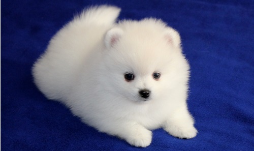 Stunning Samoyed Pups Image eClassifieds4u