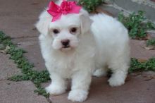 Beautiful Teacup Maltese Puppies Sale