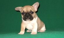 black & white female French Bulldog puppy is available