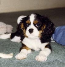 Cavalier King Charles spaniel puppies