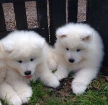 Ckc Samoyed Puppies Ready