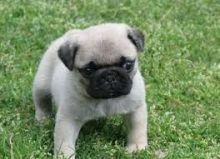 Fawn Pug Puppies Available