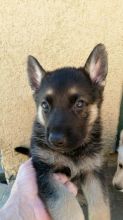 German Shepherd puppies available, updated on vaccines and potty trained.