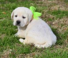 Golden Retriever puppies Now Available