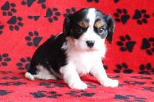 Gorgeous Cavalier King Charles Spaniel for Adoption