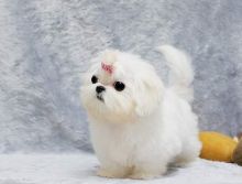 Gorgeous Teacup Maltese Puppies Now Available, updated on shots , contact for details