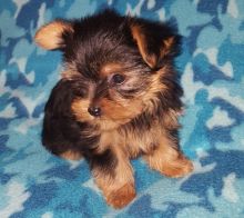 Male and female Teacup Yorkie Puppies available