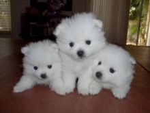 Purebred Pomeranian Puppies available