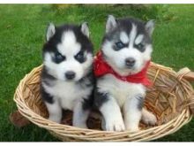 Super adorable Siberian Husky puppies