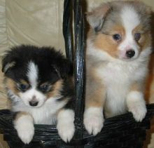 Well Trained Pembroke Welsh Corgi Puppies