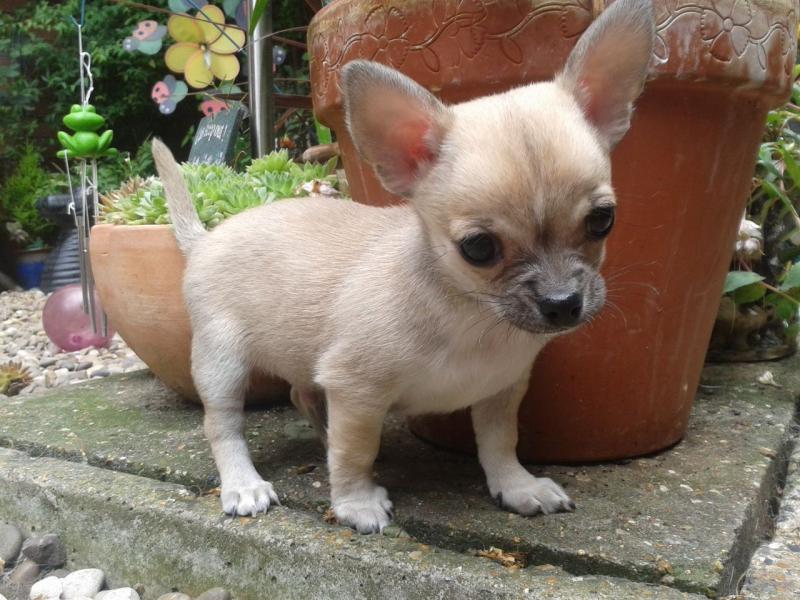 Chihuahua puppies available, updated on vaccinations, potty trained and well socialized. Image eClassifieds4u