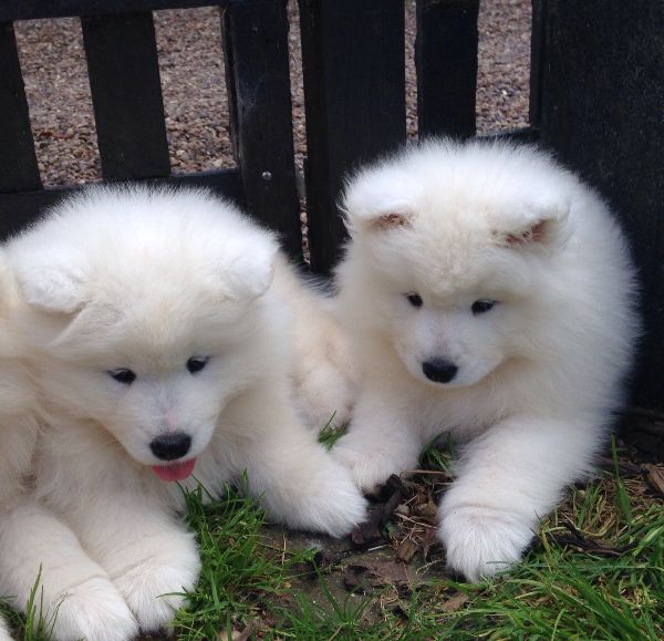 Ckc Samoyed Puppies Ready Image eClassifieds4u