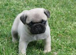 Fawn Pug Puppies Available Image eClassifieds4u