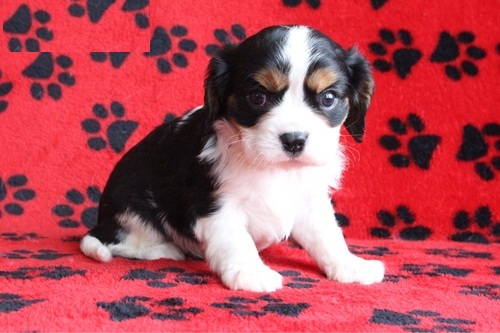 Gorgeous Cavalier King Charles Spaniel for Adoption Image eClassifieds4u
