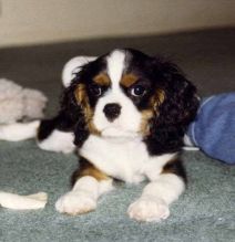 Cavalier King Charles spaniel puppies Image eClassifieds4U