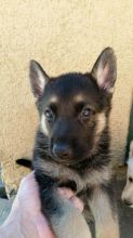 German Shepherd puppies available, updated on vaccines and potty trained. Image eClassifieds4U