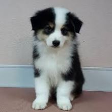 Charming Australian Shepherd puppies