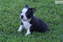 Gorgeous Boston terrier puppies