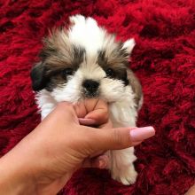 Healthy Shihtzu puppies ready for a good home