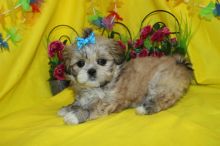 Home Trained Tiny Furry Home Shihtzu Puppies