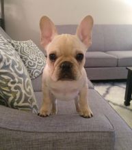 Male and Female French bulldog puppies