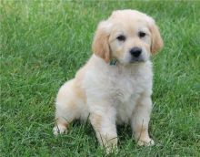 male and female Golden retriever puppies