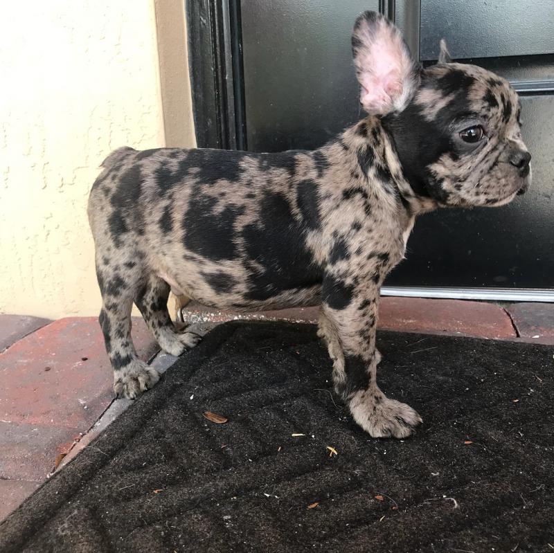 Home Trained French bulldog...+1(510)394-5315 Image eClassifieds4u