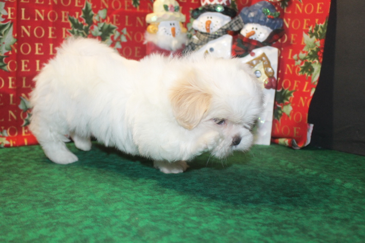 Home Trained Tiny Furry Home Shihtzu Puppies Image eClassifieds4u