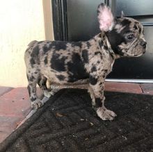 Home Trained French bulldog...+1(510)394-5315 Image eClassifieds4U