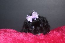 Home Trained Tiny Furry Home Shihtzu Puppies Image eClassifieds4u 2