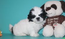 Home Trained Tiny Furry Home Shihtzu Puppies Image eClassifieds4u 3