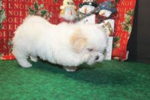 Home Trained Tiny Furry Home Shihtzu Puppies Image eClassifieds4u 4