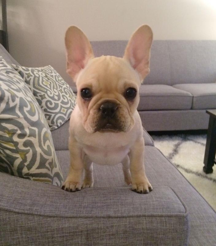 Male and Female French bulldog puppies Image eClassifieds4u